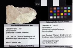 Foto (Objket + Etiketten) von Decapoda indet. 